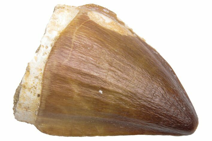 Fossil Mosasaur (Prognathodon) Tooth - Morocco #226444